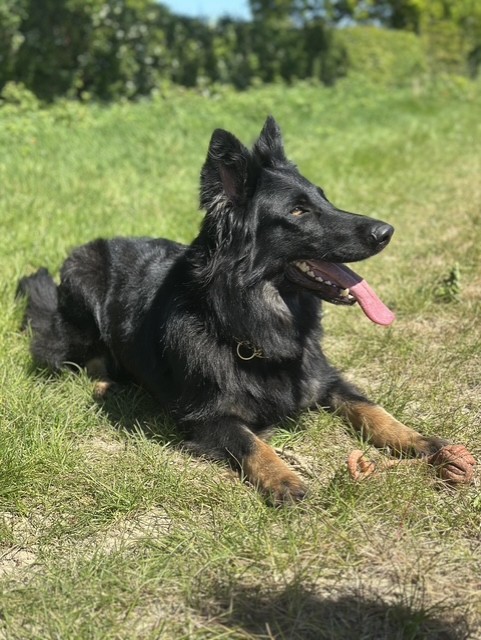 German Shepherd Dog lying in the grass