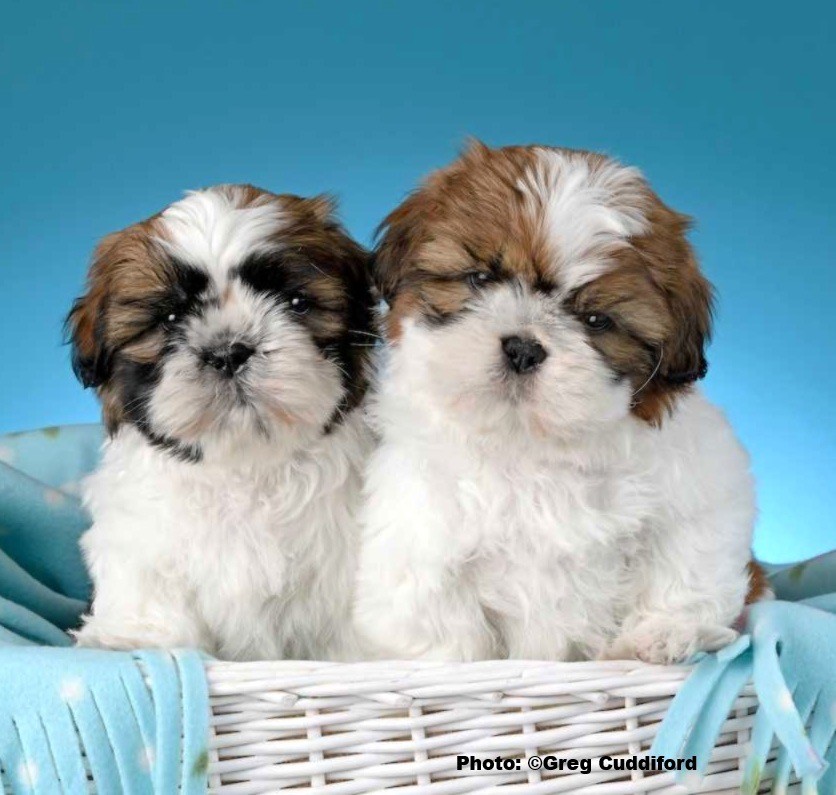Two Shih Tzu puppies